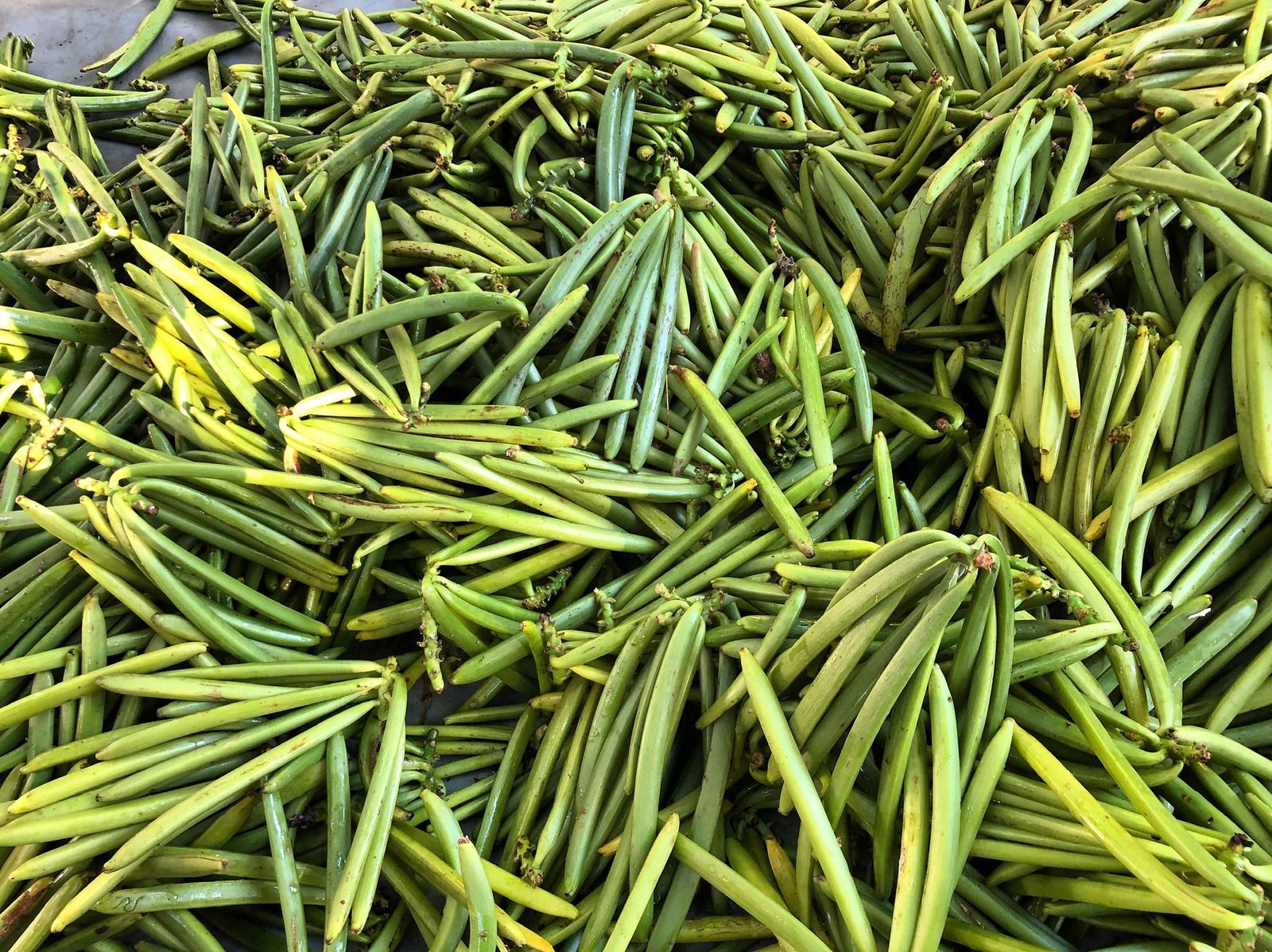 Green vanilla plantation in Sambava